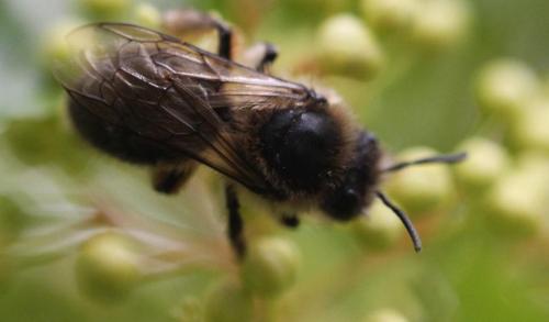 Colletes cunicularius
